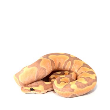 Banana Enchi Royal Python